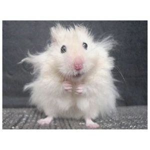 Meet your Posher, Bekah